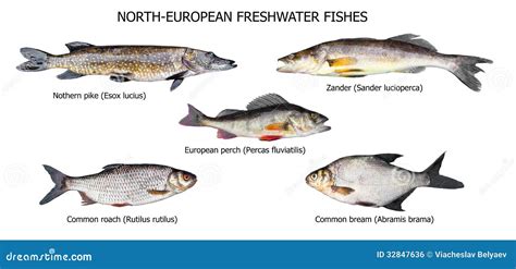 Checklist of European freshwater fishes .